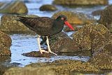 Black Oystercatcher